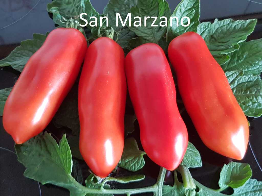 San Marzano